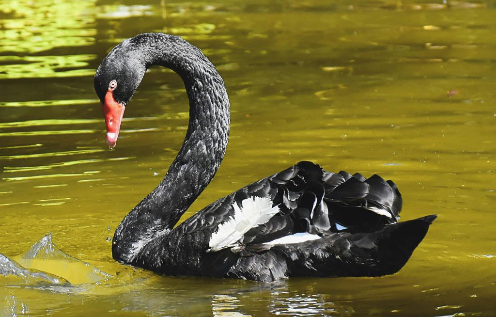 Un Cygne noir avec un bec rouge naviguant dans l'eau trouble.