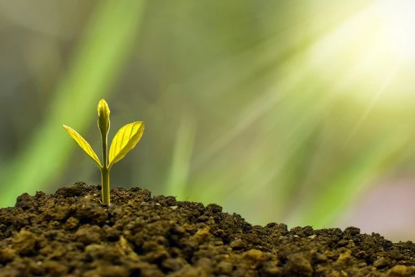 Une pousse de plante qui sort de terre avec un rayon de lumière qui l'éclaire